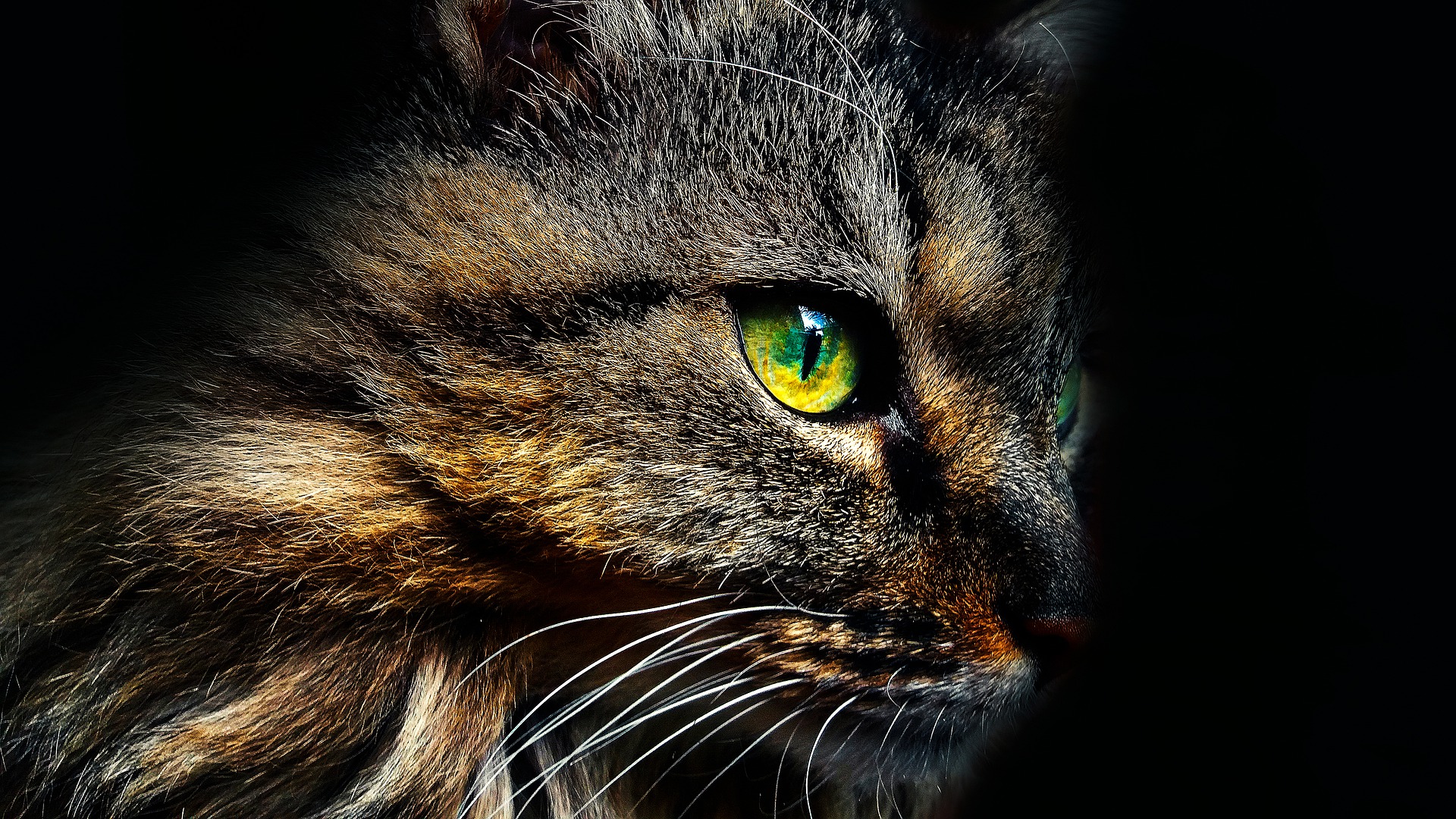 Norwegische Waldkatze in Großaufnahme das gelb-grüne Auge - Foto: Callisto_Schmidt auf Pixabay